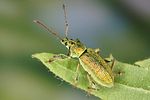 phyllobius-arborator4-foto-altmann
