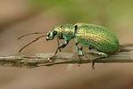 phyllobius-argentatus-foto-haase