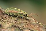 phyllobius-argentatus-foto-swadzba