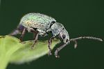 phyllobius-argentatus-foto-weidlich