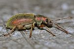 phyllobius-argentatus2-foto-pisec