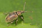 phyllobius-betulinus-foto-dewilde