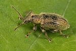 phyllobius-betulinus2-foto-dewilde