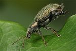 phyllobius-betulinus3-foto-koehler
