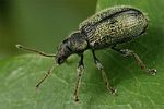 phyllobius-betulinus4-foto-koehler