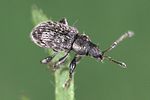 phyllobius-dispar-foto-weidlich