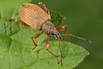phyllobius-glaucus-foto-dewilde