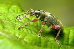 phyllobius-glaucus-foto-koehler