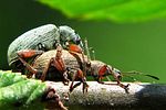 phyllobius-glaucus-paar-foto-kammel