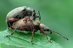 phyllobius-glaucus-paar-foto-wmueller