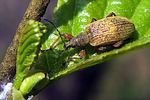 phyllobius-glaucus2-foto-koehler