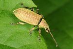 phyllobius-maculicornis-foto-altmann