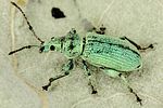 phyllobius-maculicornis-foto-dvorak