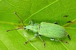 phyllobius-maculicornis-foto-weisenboehler