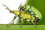 phyllobius-maculicornis-paar-foto-dvorak
