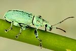 phyllobius-maculicornis2-foto-dvorak