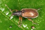 phyllobius-oblongus-foto-altmann