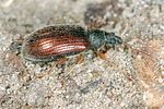 phyllobius-oblongus-foto-keresztes