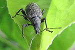 phyllobius-pilicornis-foto-hellingman