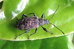 phyllobius-pilicornis2-foto-hellingman