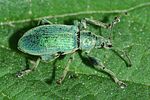 phyllobius-pomaceus-foto-medger