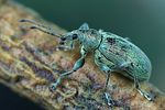 phyllobius-pomaceus-foto-swadzba