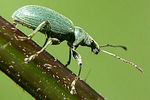 phyllobius-pomaceus-foto-wolfram