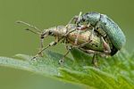 phyllobius-pomaceus-paar-foto-gebel