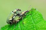 phyllobius-pomaceus-paar-foto-swadzba