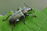 phyllobius-pomaceus2-foto-swadzba