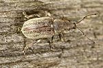 phyllobius-vespertinus-foto-vanderkrieken