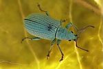 phyllobius-virideaeris-foto-kozlowski