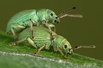 phyllobius-virideaeris-paar-foto-brueckner