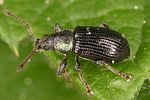 phyllobius-viridicollis-foto-altmann