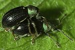 phyllobius-viridicollis-paar-foto-gabrysch