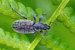 polydrusus-aeratus-foto-rindlisbacher