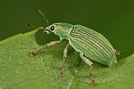 polydrusus-formosus-foto-dewilde