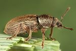 polydrusus-marginatus3-foto-dvorak