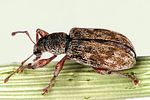 polydrusus-tereticollis-foto-dvorak
