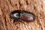 scolytus-intricatus-foto-altmann