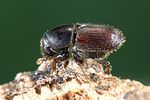 scolytus-intricatus-foto-weidlich