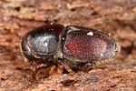 scolytus-intricatus2-foto-altmann
