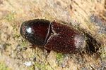 scolytus-intricatus3-foto-altmann