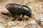 scolytus-intricatus3-foto-koehler