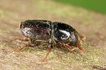 scolytus-laevis-foto-altmann