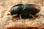 scolytus-rugulosus-foto-koehler