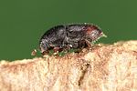 scolytus-rugulosus-foto-weidlich