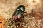 scolytus-rugulosus2-foto-koehler