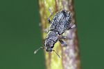 sitona-striatellus-foto-weidlich_2
