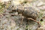 strophosoma-capitatum2-foto-faasen